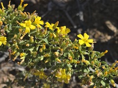 Oxalis virgosa, photograph (c) Cesar Ormazabal, some rights reserved (CC BY)