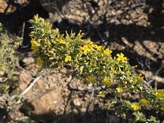 Oxalis virgosa, photograph (c) Cesar Ormazabal, some rights reserved (CC BY)