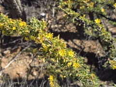 Oxalis virgosa, photograph (c) Cesar Ormazabal, some rights reserved (CC BY)