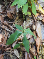Spigelia