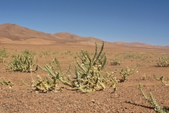 Cistanthe salsoloides