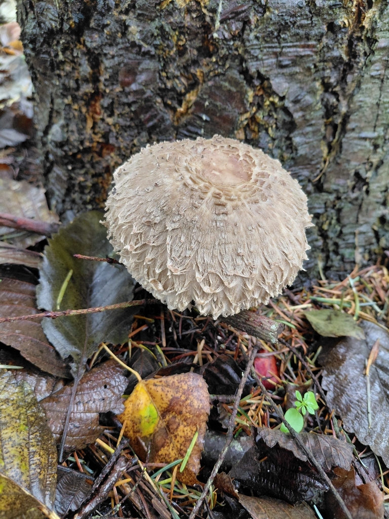 Chlorophyllum olivieri · November 2025 · photo: © fletchermoore (iNaturalist, cc-by)