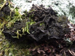 Leptogium brebissonii