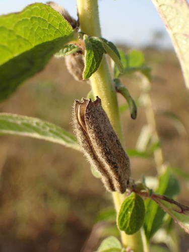 Sesamum radiatum