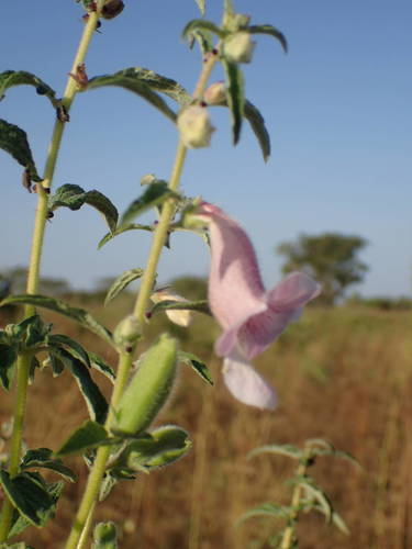 Sesamum radiatum