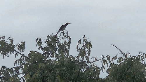 West African Pied Hornbill