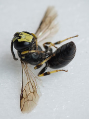 Hylaeus