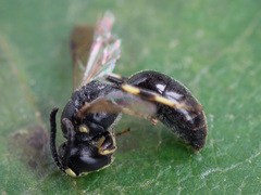 Hylaeus