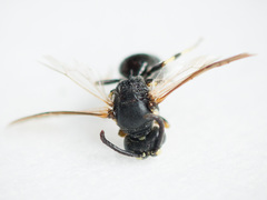 Hylaeus