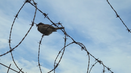 House Sparrow