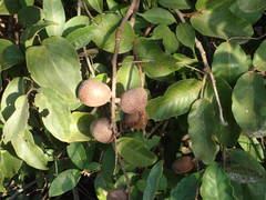 Neocarya macrophylla image