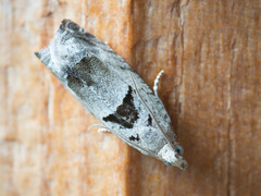 Epinotia ramella