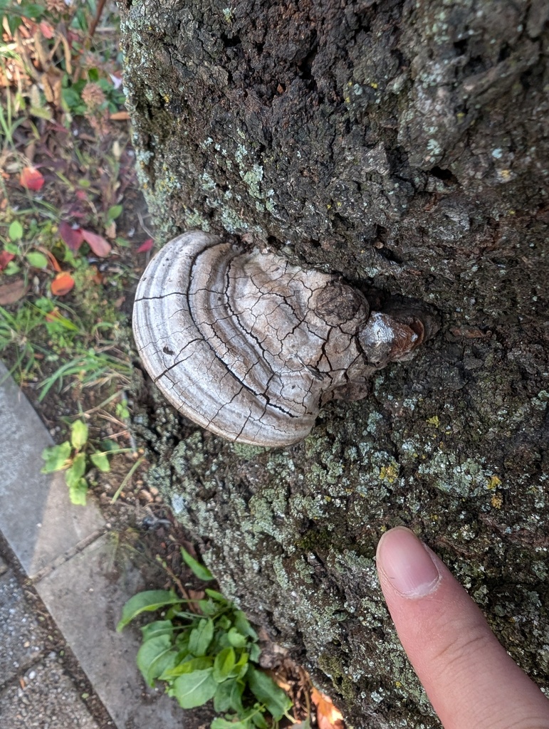 Ganoderma applanatum