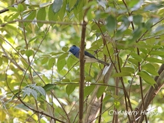Hypothymis azurea oberholseri