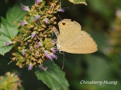 Jamides bochus formosanus