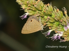 Jamides bochus formosanus