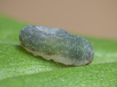 Empria