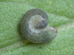 Empria