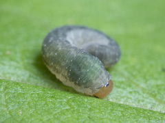 Empria