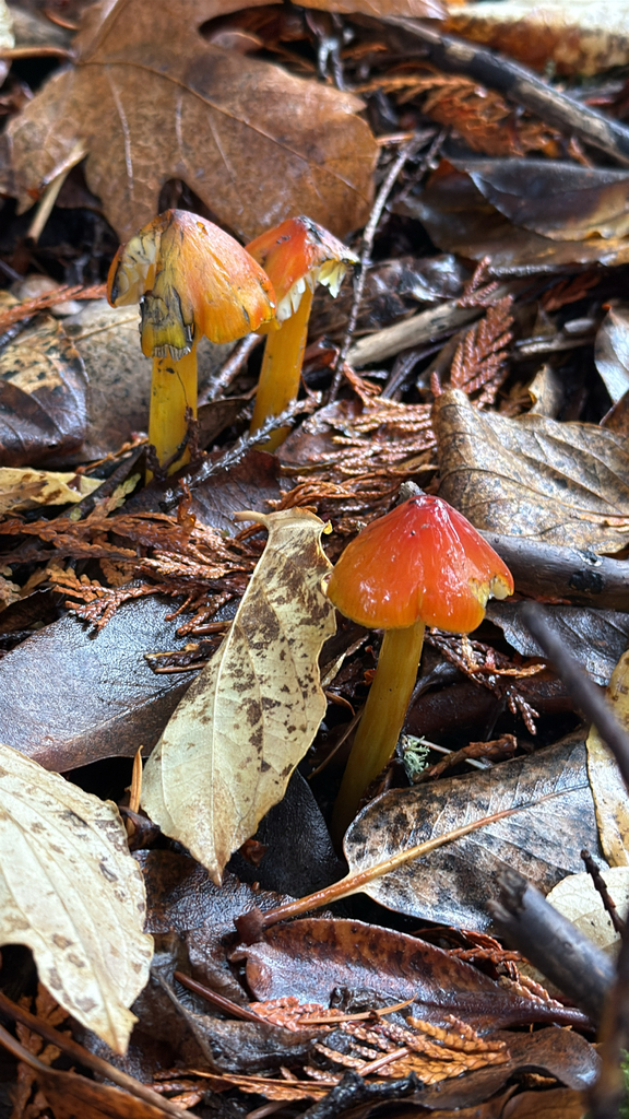 Hygrocybe singeri · November 2025 · photo: © mtarsa (iNaturalist, cc0)