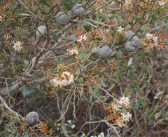 Hakea pandanicarpa