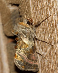 Euchalcia variabilis