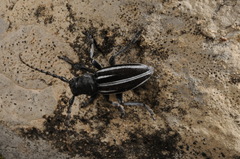 Dorcadion fuliginator