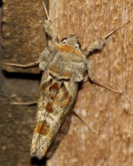 Euchalcia variabilis