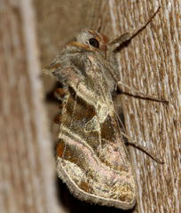 Euchalcia variabilis