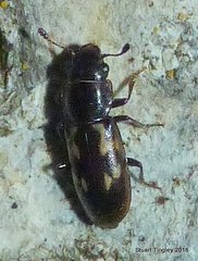 Glischrochilus vittatus