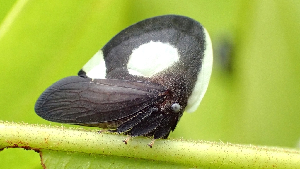 Membracis lefebvrei