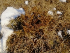 Juniperus pseudosabina