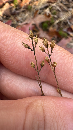 yellow screwstem (Bartonia virginica)