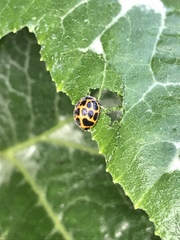 Epilachna paenulata