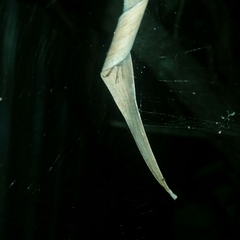 Phonognatha