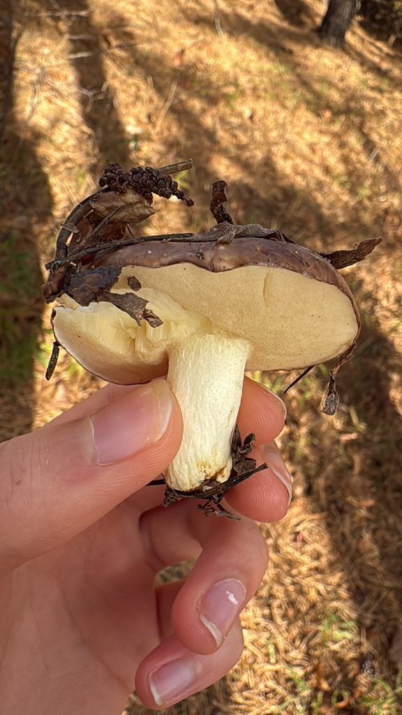 Suillus brevipes · November 2025 · photo: © frog11 (iNaturalist, cc-by)