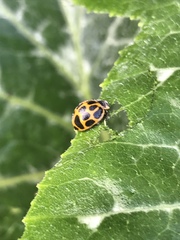 Epilachna paenulata