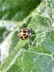Epilachna paenulata