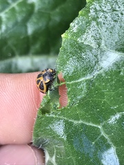 Epilachna paenulata