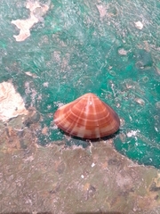 Tivela