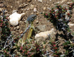 Liolaemus huacahuasicus