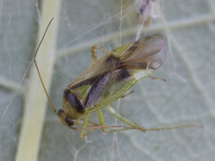 Neolygus viridis