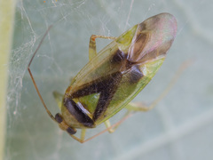 Neolygus viridis
