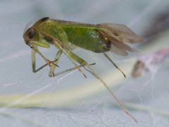 Neolygus viridis