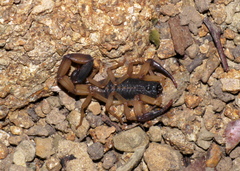 Centruroides bicolor
