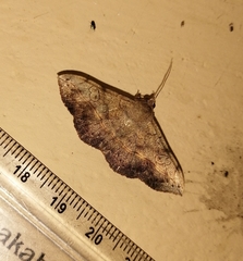 Anticarsia irrorata