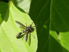 Physocephala marginata