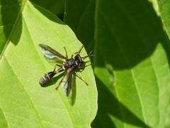 Physocephala marginata