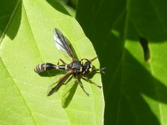 Physocephala marginata