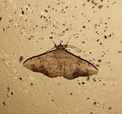 Anticarsia irrorata